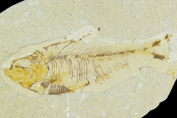 Bargain, Fossil Fish (Diplomystus) - Green River Formation #120685
